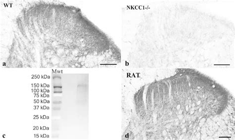 Specificity Of The Anti Nkcc Antibody And Distribution Of Nkcc