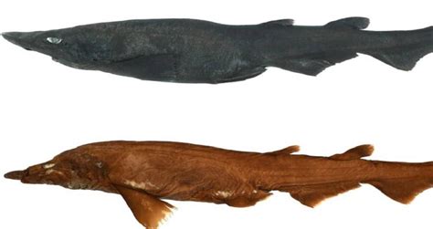 New Deep-Sea Demon Catshark Species Discovered In Australia