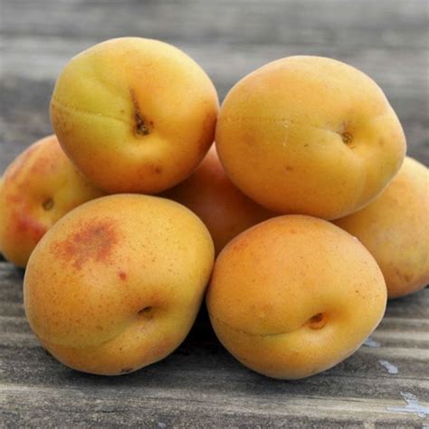 Stark® Sweetheart™ Apricot Tree Stark Bros