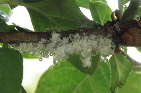 How To Identify And Control Woolly Aphids Gardeners Path