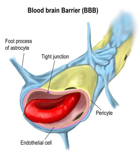 The Function Of Blood Brain Barrier And Neurological Diseases How They