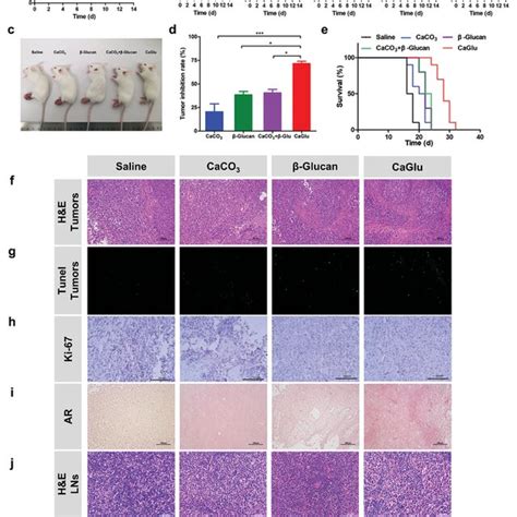 In Vivo Antitumor Efficacy Of Caglu Nps A Schematic Illustration Of Download Scientific