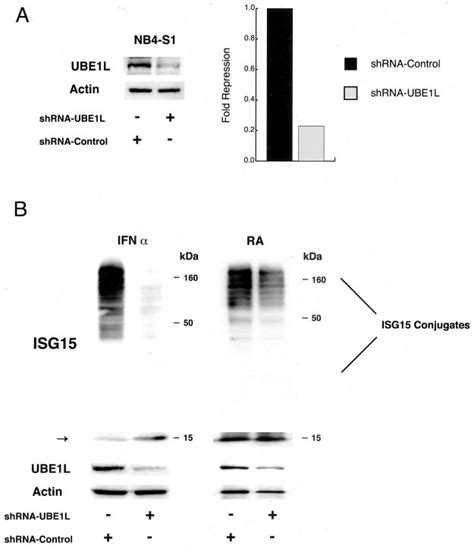 Targeting Ube L In Nb S Apl Cells Inhibits Isg Conjugation