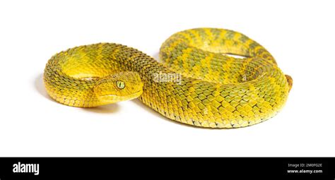 Leaf Viper Atheris Squamigera Isolated On White Stock Photo Alamy