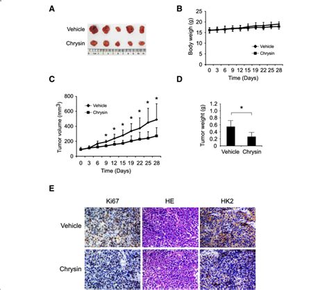 Chrysin Inhibited HCC LM3 Xenograft Growth In Vivo Nude Mice With