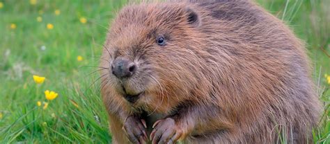 The Eurasian Beaver | Critter Science