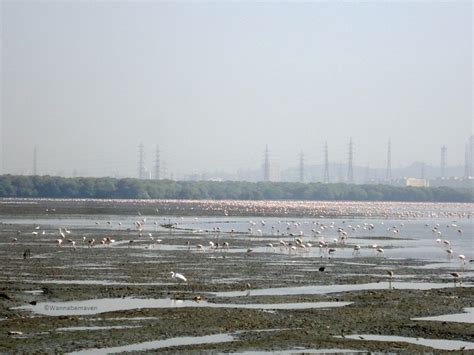 Bird Watching in Mumbai: Sewri Jetty Flamingos ~ Wannabemaven