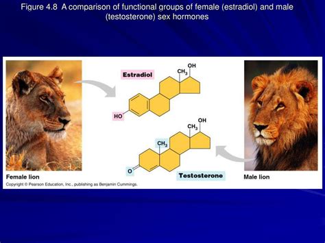 Chapter 5 The Structure And Function Of Macromolecules Ppt Download