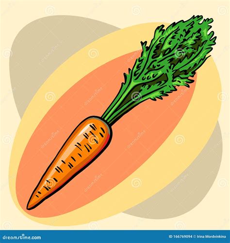 Orange Carrots With Leaves Vector Ripe Root Crop Garden Plant Classic Elongated Shape Stock