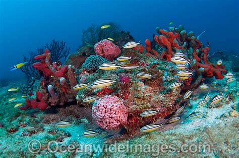 Coral Reef Florida Photo