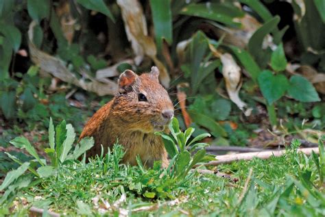 Cavia Tschudii Categorización De Los Mamíferos De Argentina