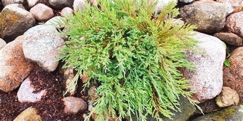 Discover 7 Captivating Creeping Juniper Varieties