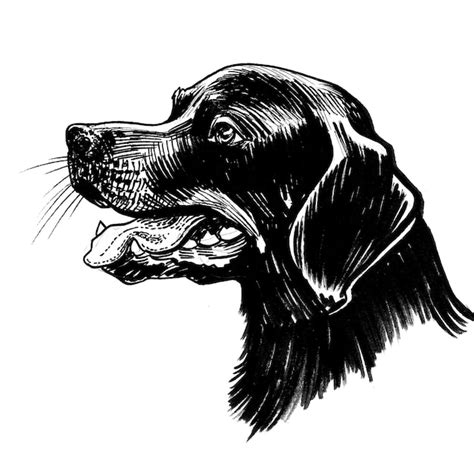 Cabeza De Perro Negra Dibujo A Mano Con Tinta De Estilo Retro En Blanco