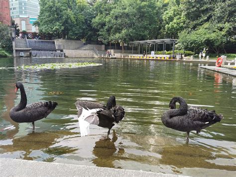 科学网—徐家汇公园夏日天鹅 陈立群的博文