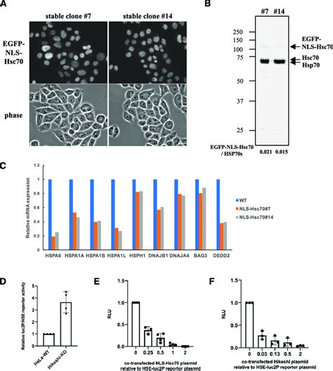 Nuclear Hsp70 Suppresses The Transcriptional Activity Of Hsf1 A Download Scientific Diagram