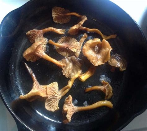 Foraging for Yellowfoot Chanterelles (Winter Chanterelle Mushrooms)