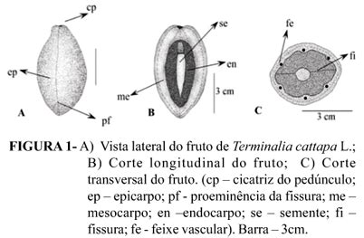 Scielo Brasil Morfologia De Frutos Sementes E Pl Ntulas De