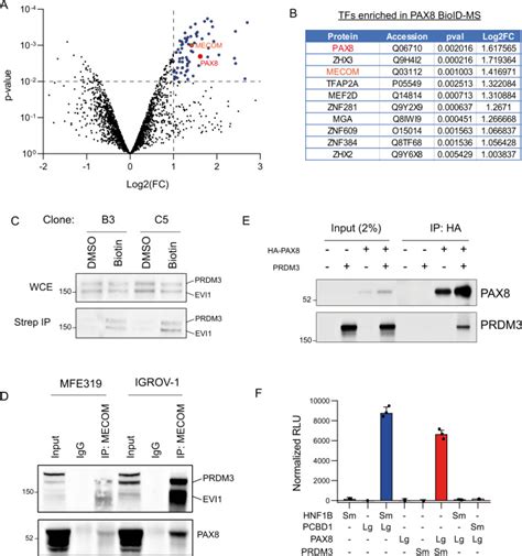 Pax And Mecom Are Interaction Partners Driving Ovarian Cancer Pmc