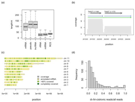 Genes Free Full Text Nanopore Based Direct RNA Sequencing Of The