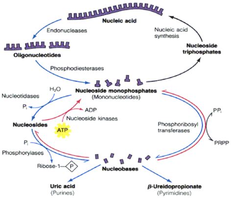 The Salvage Pathway Reutilization Of Purine And Pyrimidine Bases