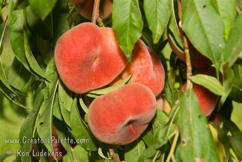 Galaxy Peach Saucer Peach Peento Peach Pen Tao Prunus Persica Sp