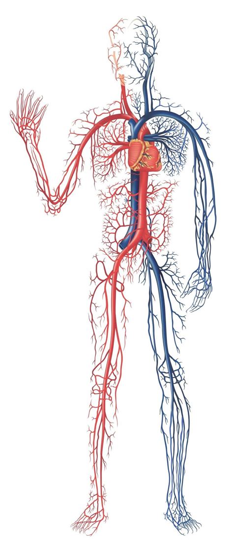 Cardiovascular System Function Diagram With Valves Circulato