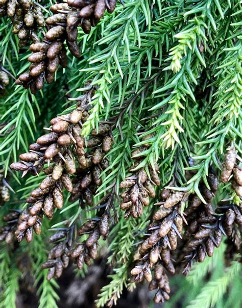 Cryptomeria Japonica Sekkan Sugi