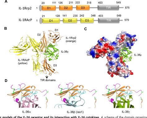 Figure 1 From Structural And Functional Attributes Of The Interleukin 36 Receptor Semantic