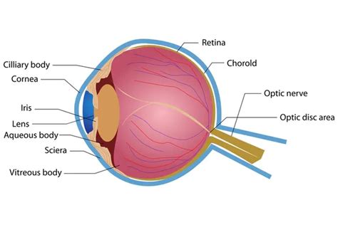 Anatomie lidského oka sítnice Stock Vektor megija 40234353