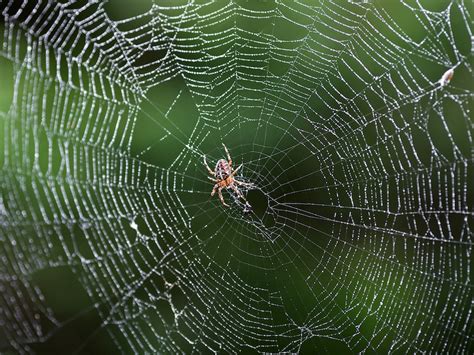 The 9 Most Feared And Venomous Spiders In Jamaica Travel Snippet