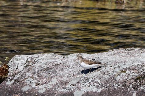 Common Sandpiper Birdforum