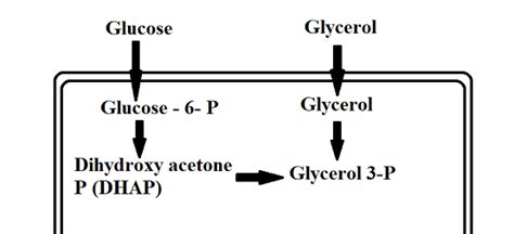 Needed Supplies How Is The Glycerol 3 Phosphate Required Fo Quizlet