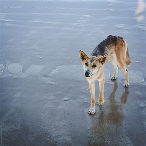 Dingo By Stocksy Contributor Mauro Grigollo Stocksy