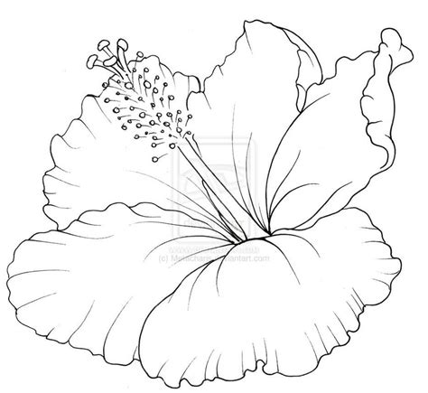 Coloriage Fleur D Hibiscus Dessin Gratuit Imprimer