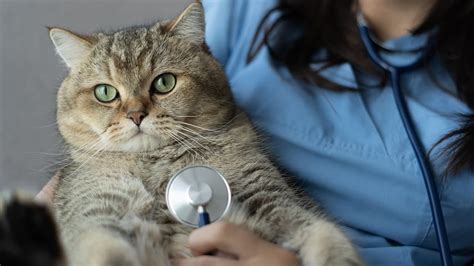 Come Fare Un Clistere Al Tuo Gatto In Modo Sicuro E Quanto Tempo