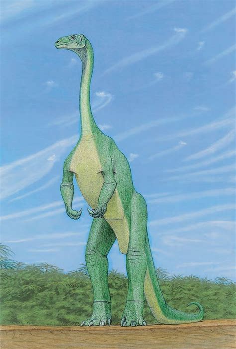 14 best Prosauropods PaleoArt images on Pinterest | Dinosaurs ...