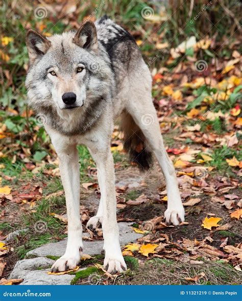 Gray Wolf Looking Camera Stock Images 159 Photos