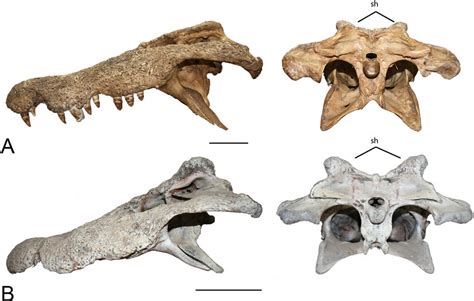 Squamosal Horns Left Lateral View And Posterior View Of Skulls Showing