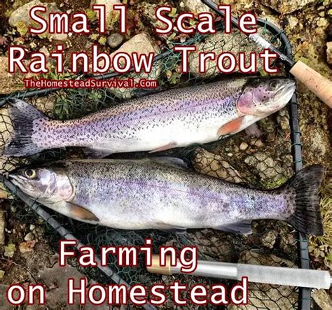 Small Scale Rainbow Trout Farming On Homestead The Homestead Survival