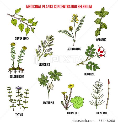 Medicinal Plants And Their Uses With Pictures Botanical