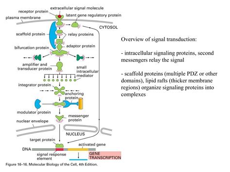 Ppt Overview Signals For Cell Surface Receptors Hydrophilic