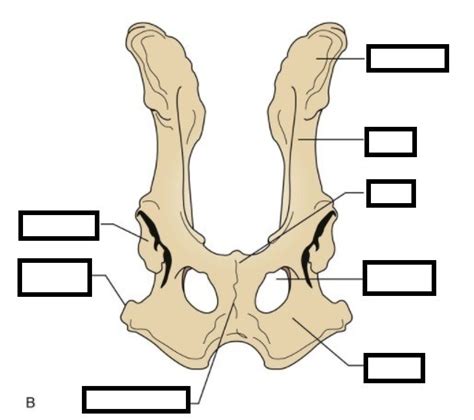 Os Coxae Pelvic Hip Diagram Diagram Quizlet