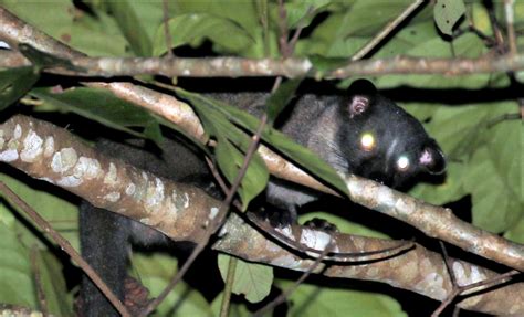 Bornean Striped Palm Civet Calling At Meriuk Farm Stay Brunei