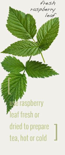 Red Raspberry Leaf And Red Raspberry Leaf Medicinal Properties