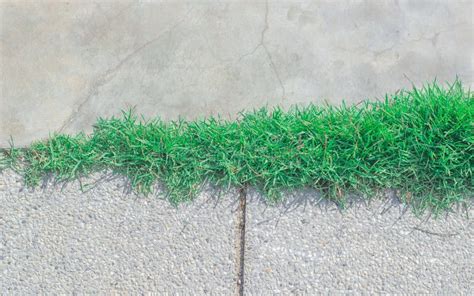 Grass Stock Image Image Of Cobblestone Floor Concrete 74844407