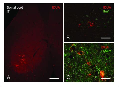 Localization Of Idua Immunolabeling In Spinal Cord Following It