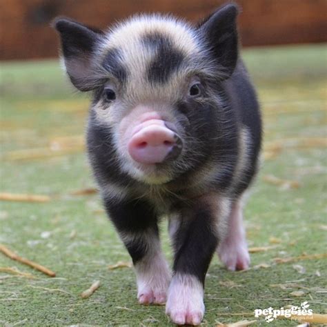 Now 2 Weeks Old Here Are Some Pictures Of Micro Pig Piglets Born At