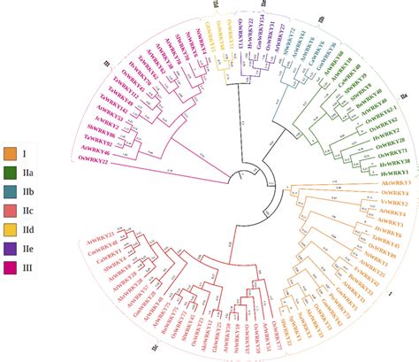 The Circular Phylogenetic Representation Of Wrky Proteins From