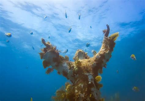 Key Largo Snorkeling A Detailed Guide On Tours Spots More