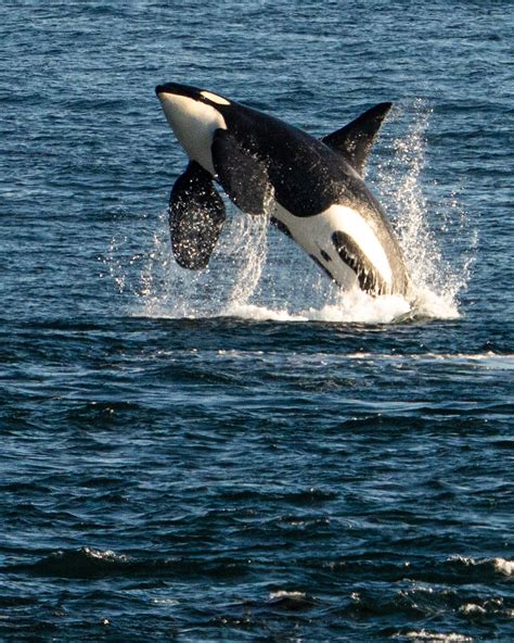 Origami Whales Project - Marineland BUSTED!🖥 Change is happening